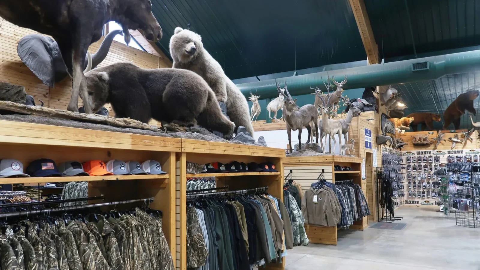 Interior of hunting retail store with taxidermied wildlife displays above wooden shelves stocked with camouflage clothing and hats.